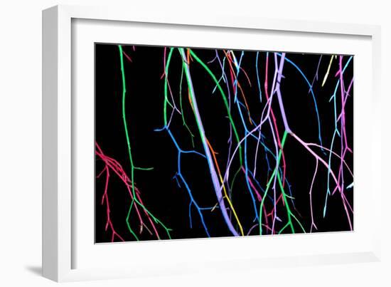 Painted Tree Branches-pea1-Framed Art Print