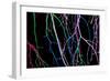 Painted Tree Branches-pea1-Framed Art Print