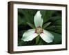 Painted Trillium, Port Huron, Michigan, USA-Claudia Adams-Framed Premium Photographic Print