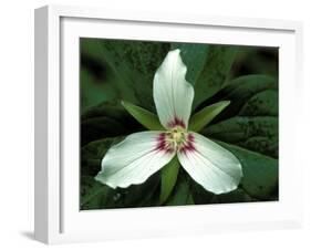 Painted Trillium, Port Huron, Michigan, USA-Claudia Adams-Framed Premium Photographic Print