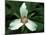 Painted Trillium, Port Huron, Michigan, USA-Claudia Adams-Mounted Premium Photographic Print