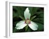 Painted Trillium, Port Huron, Michigan, USA-Claudia Adams-Framed Photographic Print