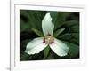 Painted Trillium, Port Huron, Michigan, USA-Claudia Adams-Framed Photographic Print