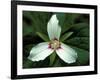 Painted Trillium, Port Huron, Michigan, USA-Claudia Adams-Framed Photographic Print