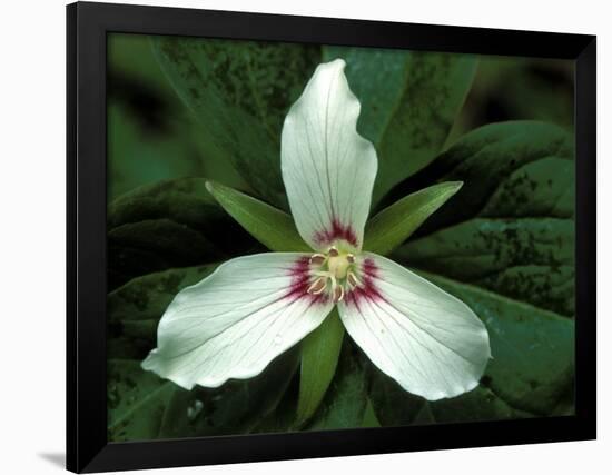 Painted Trillium, Port Huron, Michigan, USA-Claudia Adams-Framed Photographic Print