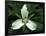 Painted Trillium, Port Huron, Michigan, USA-Claudia Adams-Framed Photographic Print