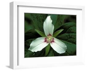 Painted Trillium, Port Huron, Michigan, USA-Claudia Adams-Framed Photographic Print