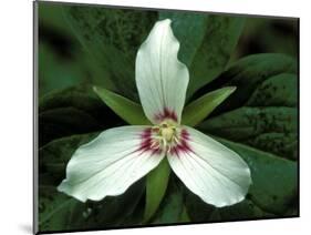 Painted Trillium, Port Huron, Michigan, USA-Claudia Adams-Mounted Photographic Print