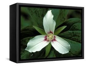 Painted Trillium, Port Huron, Michigan, USA-Claudia Adams-Framed Stretched Canvas