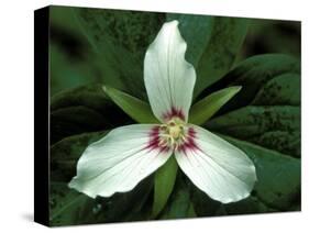 Painted Trillium, Port Huron, Michigan, USA-Claudia Adams-Stretched Canvas