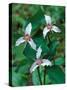 Painted Trillium, Waterville Valley, White Mountain National Forest, New Hampshire, USA-Jerry & Marcy Monkman-Stretched Canvas