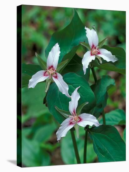 Painted Trillium, Waterville Valley, White Mountain National Forest, New Hampshire, USA-Jerry & Marcy Monkman-Stretched Canvas