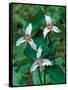 Painted Trillium, Waterville Valley, White Mountain National Forest, New Hampshire, USA-Jerry & Marcy Monkman-Framed Stretched Canvas