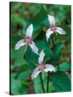 Painted Trillium, Waterville Valley, White Mountain National Forest, New Hampshire, USA-Jerry & Marcy Monkman-Stretched Canvas