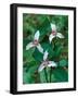 Painted Trillium, Waterville Valley, White Mountain National Forest, New Hampshire, USA-Jerry & Marcy Monkman-Framed Photographic Print