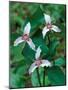 Painted Trillium, Waterville Valley, White Mountain National Forest, New Hampshire, USA-Jerry & Marcy Monkman-Mounted Photographic Print