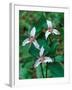 Painted Trillium, Waterville Valley, White Mountain National Forest, New Hampshire, USA-Jerry & Marcy Monkman-Framed Photographic Print