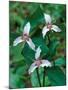 Painted Trillium, Waterville Valley, White Mountain National Forest, New Hampshire, USA-Jerry & Marcy Monkman-Mounted Photographic Print