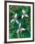 Painted Trillium, Waterville Valley, White Mountain National Forest, New Hampshire, USA-Jerry & Marcy Monkman-Framed Photographic Print