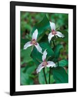 Painted Trillium, Waterville Valley, White Mountain National Forest, New Hampshire, USA-Jerry & Marcy Monkman-Framed Photographic Print