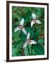Painted Trillium, Waterville Valley, White Mountain National Forest, New Hampshire, USA-Jerry & Marcy Monkman-Framed Photographic Print