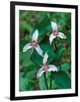 Painted Trillium, Waterville Valley, White Mountain National Forest, New Hampshire, USA-Jerry & Marcy Monkman-Framed Photographic Print