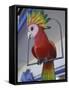Painted Tropical Bird, St. Martin, Caribbean-Walter Bibikow-Framed Stretched Canvas