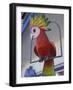 Painted Tropical Bird, St. Martin, Caribbean-Walter Bibikow-Framed Photographic Print