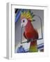 Painted Tropical Bird, St. Martin, Caribbean-Walter Bibikow-Framed Photographic Print