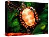 Painted Turtle, Native to Southern USA-David Northcott-Stretched Canvas