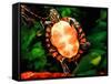 Painted Turtle, Native to Southern USA-David Northcott-Framed Stretched Canvas