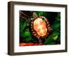 Painted Turtle, Native to Southern USA-David Northcott-Framed Photographic Print