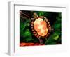 Painted Turtle, Native to Southern USA-David Northcott-Framed Photographic Print