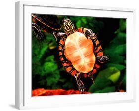 Painted Turtle, Native to Southern USA-David Northcott-Framed Photographic Print