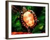 Painted Turtle, Native to Southern USA-David Northcott-Framed Photographic Print