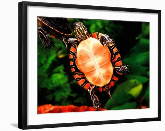 Painted Turtle, Native to Southern USA-David Northcott-Framed Photographic Print