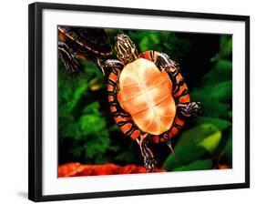 Painted Turtle, Native to Southern USA-David Northcott-Framed Photographic Print
