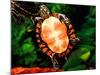Painted Turtle, Native to Southern USA-David Northcott-Mounted Photographic Print