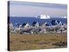 Painted Village Houses in Front of Icebergs in Disko Bay, West Coast, Greenland-Anthony Waltham-Stretched Canvas