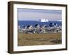 Painted Village Houses in Front of Icebergs in Disko Bay, West Coast, Greenland-Anthony Waltham-Framed Photographic Print