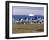 Painted Village Houses in Front of Icebergs in Disko Bay, West Coast, Greenland-Anthony Waltham-Framed Photographic Print