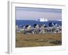 Painted Village Houses in Front of Icebergs in Disko Bay, West Coast, Greenland-Anthony Waltham-Framed Photographic Print