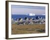 Painted Village Houses in Front of Icebergs in Disko Bay, West Coast, Greenland-Anthony Waltham-Framed Photographic Print