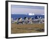 Painted Village Houses in Front of Icebergs in Disko Bay, West Coast, Greenland-Anthony Waltham-Framed Photographic Print