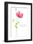 Painted Watercolor Card with Poppy and Text-lozas-Framed Photographic Print