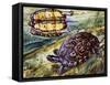 Painted Wood Turtle or Ornate Wood Turtle (Rhinoclemmys Pulcherrima), Geoemydidae-null-Framed Stretched Canvas