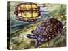 Painted Wood Turtle or Ornate Wood Turtle (Rhinoclemmys Pulcherrima), Geoemydidae-null-Stretched Canvas