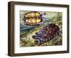 Painted Wood Turtle or Ornate Wood Turtle (Rhinoclemmys Pulcherrima), Geoemydidae-null-Framed Giclee Print