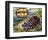 Painted Wood Turtle or Ornate Wood Turtle (Rhinoclemmys Pulcherrima), Geoemydidae-null-Framed Giclee Print