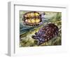 Painted Wood Turtle or Ornate Wood Turtle (Rhinoclemmys Pulcherrima), Geoemydidae-null-Framed Giclee Print